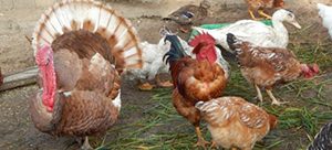 ÁRUTOJÓ II.DERCÉS 20 KG