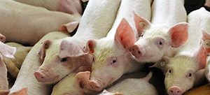 HÁZT.HIZÓ DERCÉS 35 KG